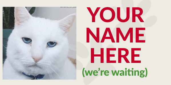 your name here white cat
